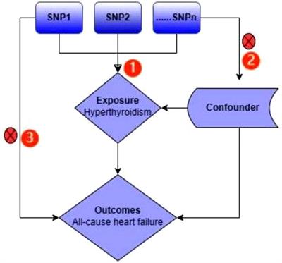 The genetic association between hyperthyroidism and heart failure: a Mendelian randomization study